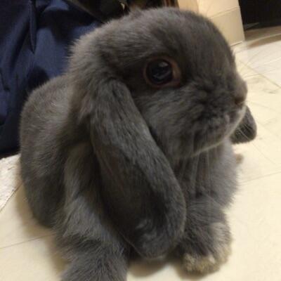 おでん🐰ྀི‎🤍 のユーザーアイコン