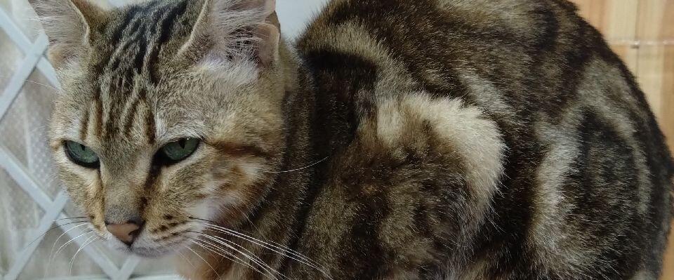 ねぶくろマスコット クロミ | ナカジマコーポレーション