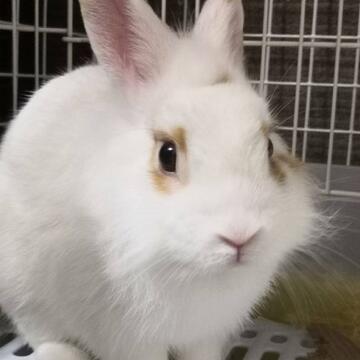 放置　うーさーぎー🐇💨ﾌﾟｩ~