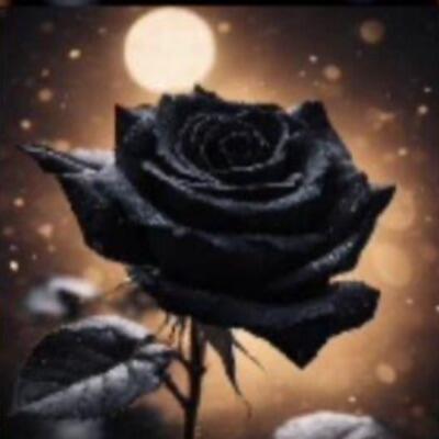 絶会の薔薇🌹のプロフィール